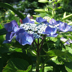Location: montana grandiflora garden
Date: 2012-0626