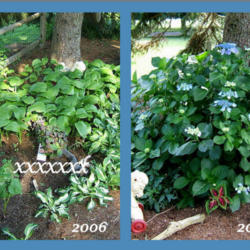 Location: Belmont garden - shady spot
Date: 2006 and 2008 
Collage showing the tiny plant first purchased 7/06/2006 and how 