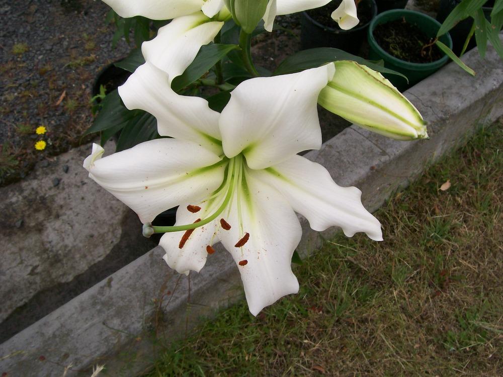 Photo of Oriental Lily (Lilium 'Casa Blanca') uploaded by gwhizz