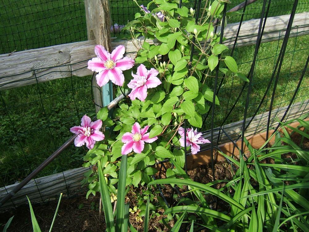 Photo of Clematis 'Piilu' uploaded by pirl