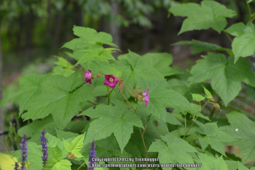 Photo of Purple-flowering raspberry (Rubus odoratus) uploaded by treehugger