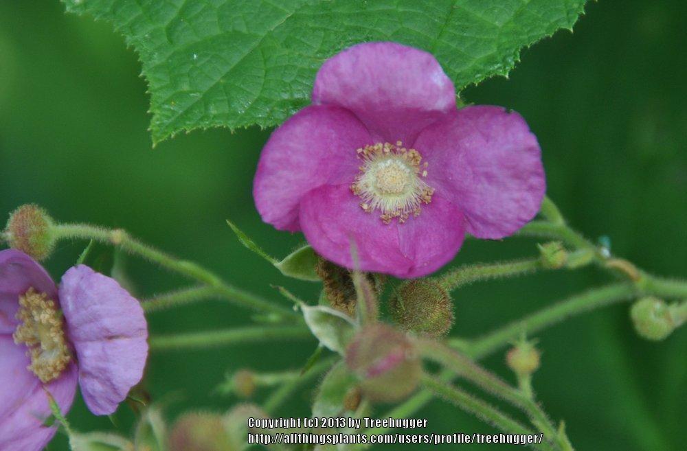 Photo of Purple-flowering raspberry (Rubus odoratus) uploaded by treehugger