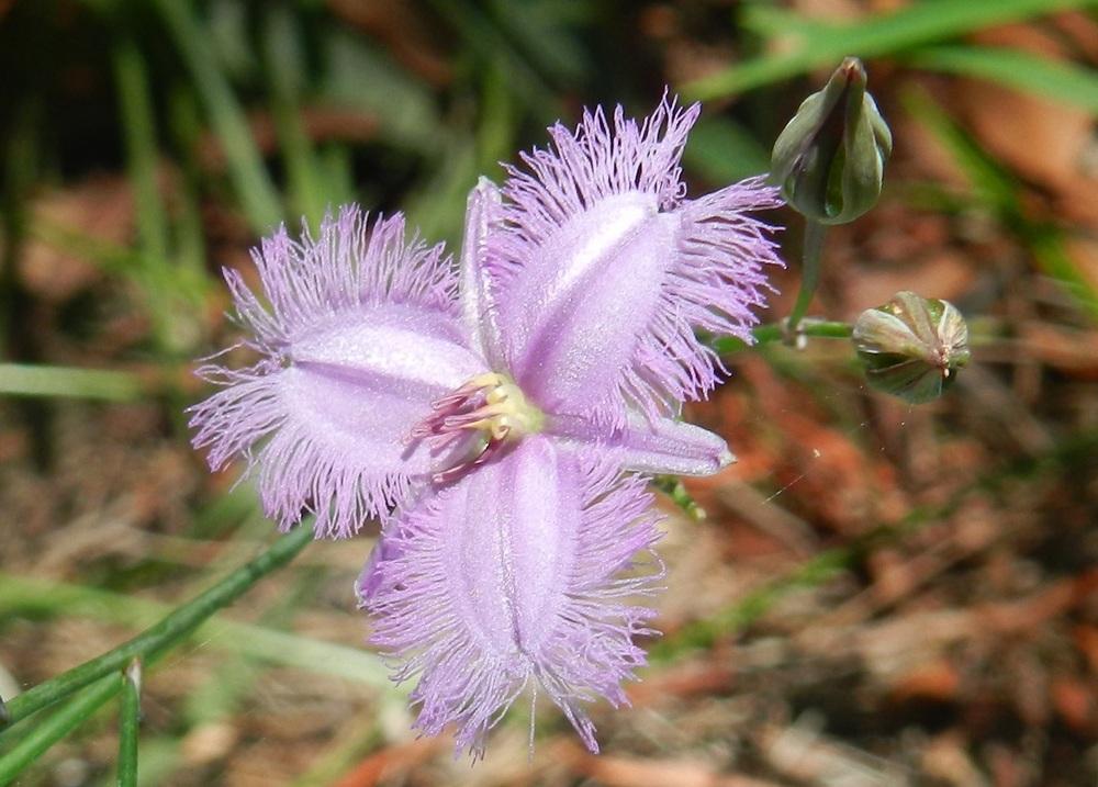 Photo of Fringed Lily (Thysanotus tuberosus) uploaded by Gleni
