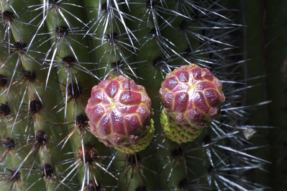 Photo of Organ Pipe Cactus (Stenocereus thurberi) uploaded by SongofJoy