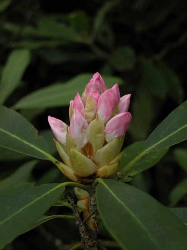 Photo of Rosebay Rhododendron (Rhododendron maximum) uploaded by SongofJoy