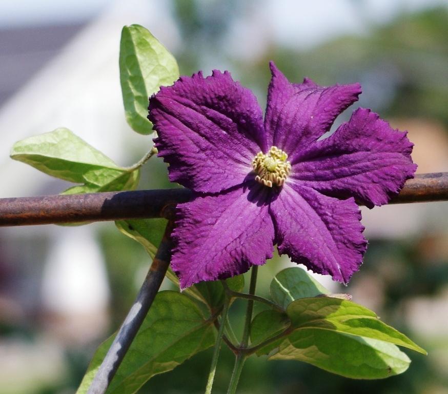 Photo of Clematis 'Trikatrei' uploaded by dirtdorphins