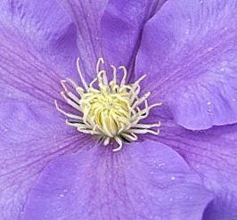 Photo of Clematis 'H.F. Young' uploaded by pirl