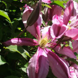 Location: montana grandiflora garden
Date: 2012-0512
