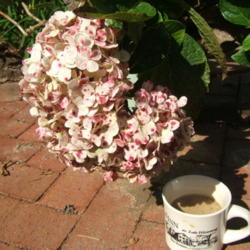Location: Work area
Date: 2006-1003
This is the largest head the plant has had. The coffee cup is the
