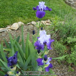 Location: My garden in Kentucky
Date: 2010-05-01
First year bloom