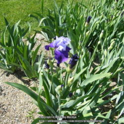Location: My garden in Kentucky
Date: 2010-04-30
First year bloom