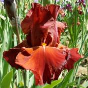Tall bearded iris 'Randomly Red'
