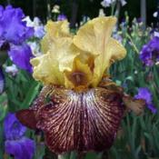 Tall bearded iris 'Cherokee Shuffler'