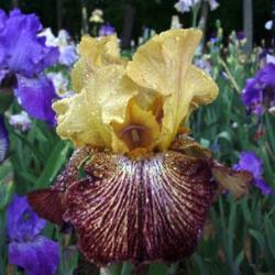 Location: Indiana
Date: May 2010
Tall bearded iris 'Cherokee Shuffler'