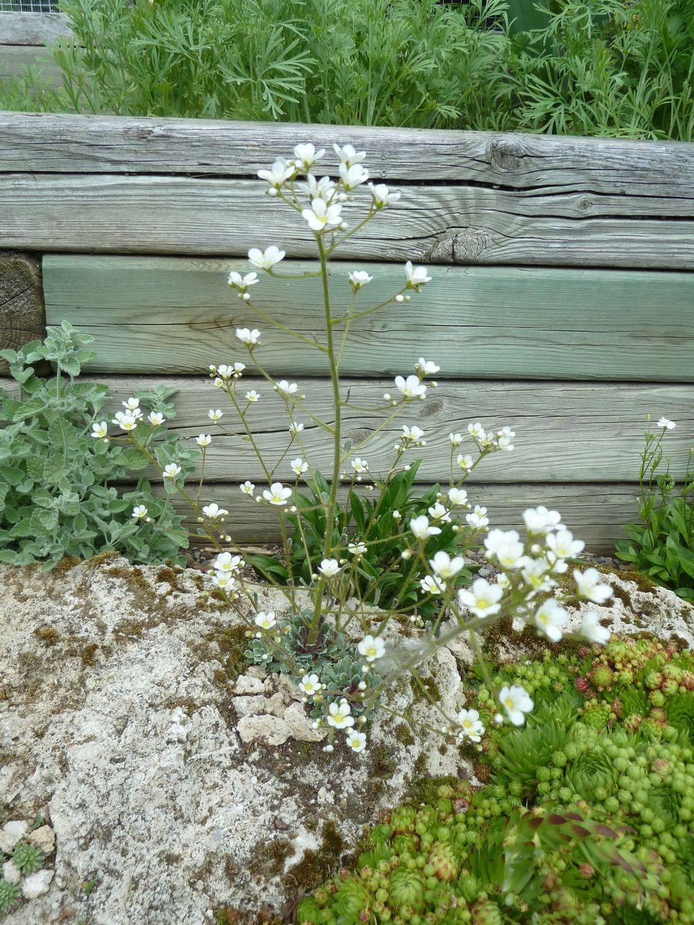 Photo of Encrusted Saxifrage (Saxifraga 'Whitehill') uploaded by growitall