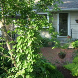 Location: Terrace garden right side
Date: 2011-0531