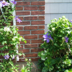 Location: Fireplace garden - more shade than sun
Date: 2012-0513
Right side of trellis and growing into the hydrangea.