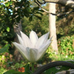 Location: Terrace garden right side
Date: 2012-1012
October 12th. A bud just opening.
