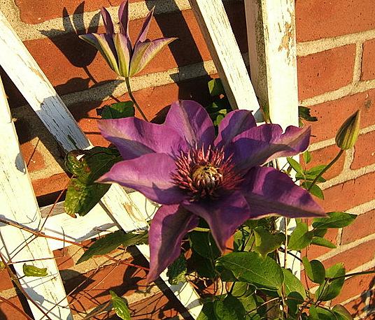 Photo of Clematis 'Multi Blue' uploaded by pirl