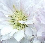 Photo of Clematis 'Belle of Woking' uploaded by pirl