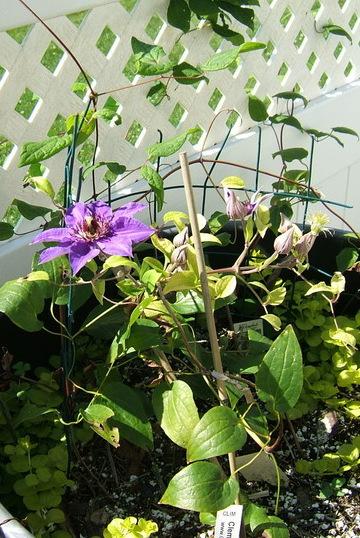 Photo of Clematis 'Climador' uploaded by pirl