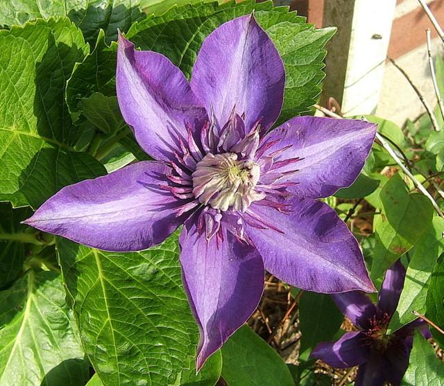 Photo of Clematis 'Multi Blue' uploaded by pirl