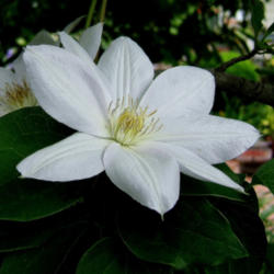 Location: Terrace garden right side, growing on magnolia.
Date: 2010-0616