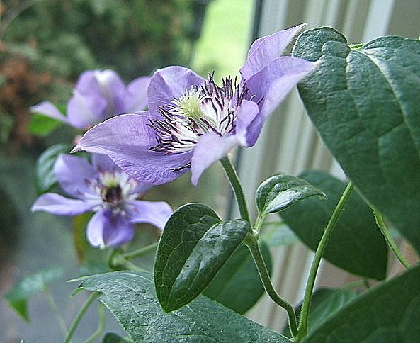 Photo of Clematis 'Climador' uploaded by pirl