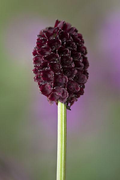 Photo of Greater Burnet (Sanguisorba officinalis) uploaded by robertduval14