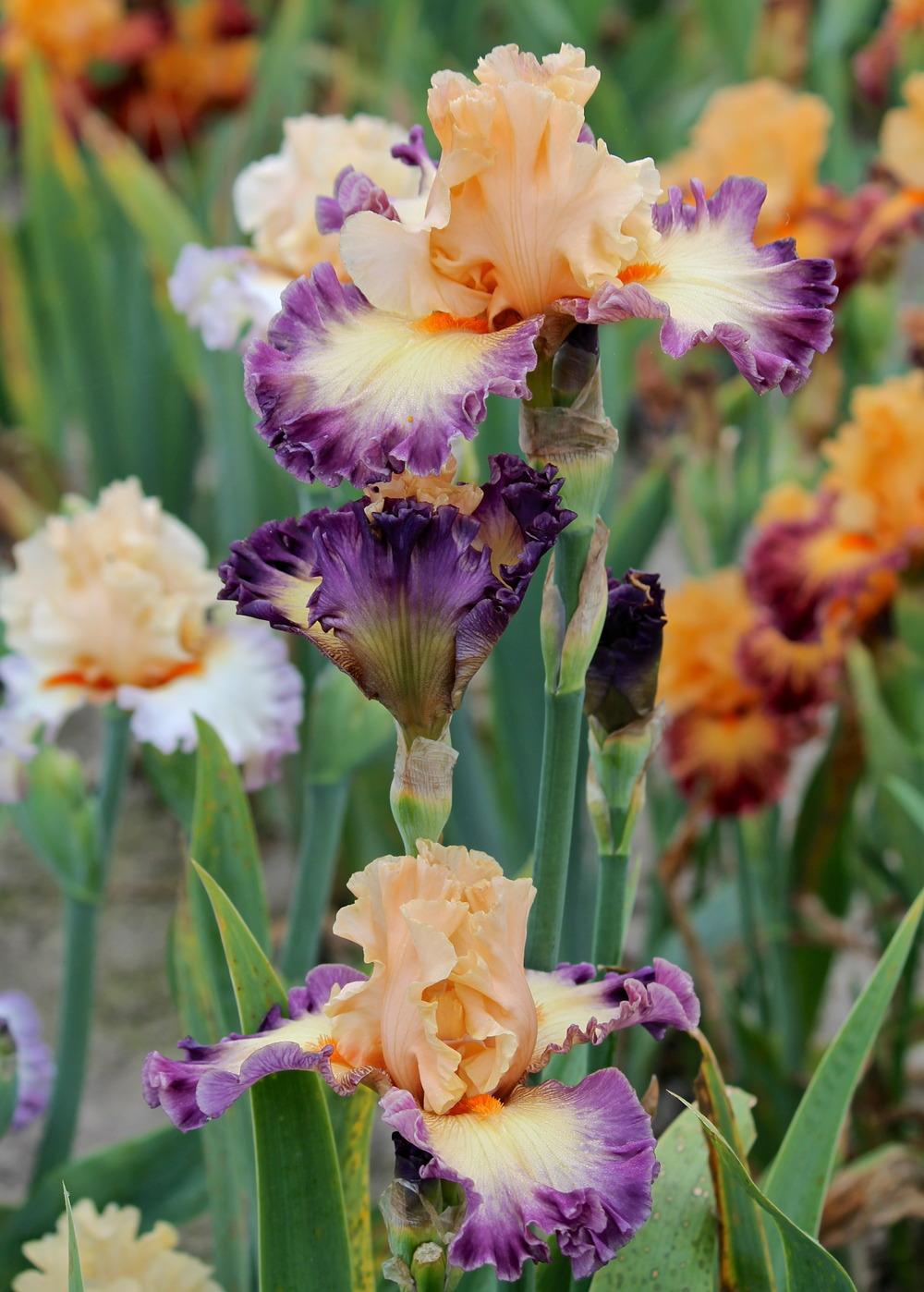 Photo of Tall Bearded Iris (Iris 'Celebratory') uploaded by ARUBA1334
