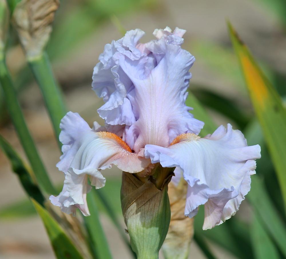 Photo of Tall Bearded Iris (Iris 'Platinum Jubilee') uploaded by ARUBA1334