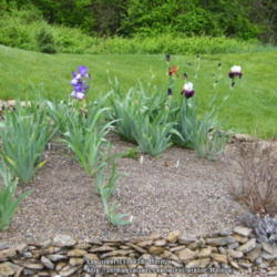 Location: My garden in Kentucky
Date: 2009-05-09