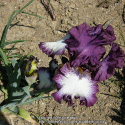 Location: My garden in Kentucky
Date: 2010-04-30
A seedling of Margie Valenzuela. First year's bloom
