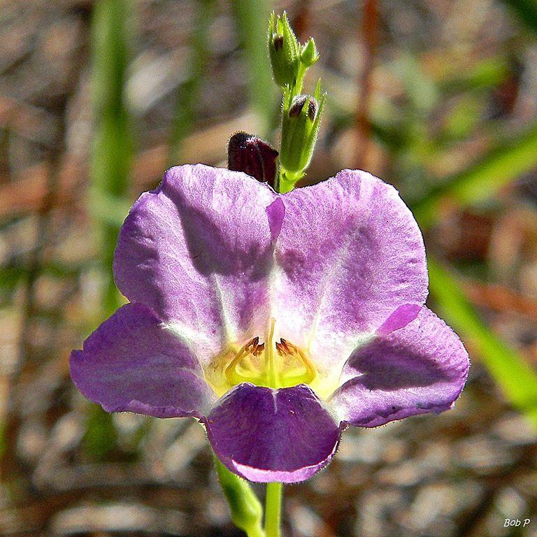 Photo of Chinese Violet (Asystasia gangetica) uploaded by SongofJoy