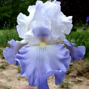 Tall bearded iris 'Ruffled Ballet'