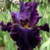 Tall bearded iris 'Starlit Velvet'