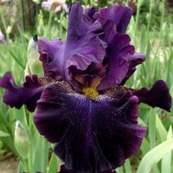 Location: Indiana
Date: May
Tall bearded iris 'Starlit Velvet'