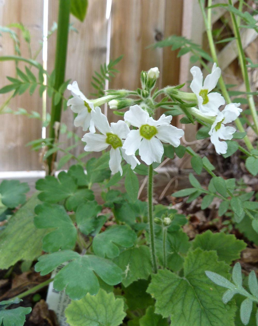 Photo of Primrose (Primula kisoana 'Alba') uploaded by growitall