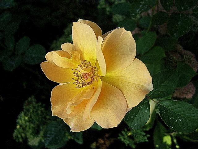 Photo of Rose (Rosa 'Honey Perfume') uploaded by pirl