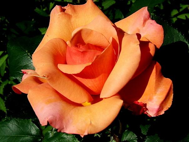Photo of Rose (Rosa 'Tuscan Sun') uploaded by pirl