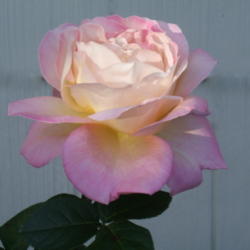 Location: Rose garden
Date: 2012-1012