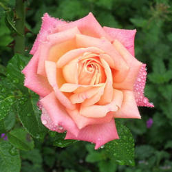 Location: Rose garden
Date: 2008-0928
