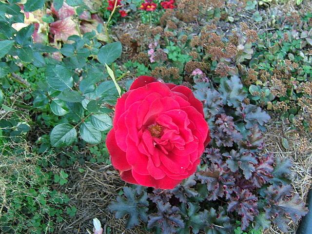 Photo of Rose (Rosa 'Black Cherry') uploaded by pirl