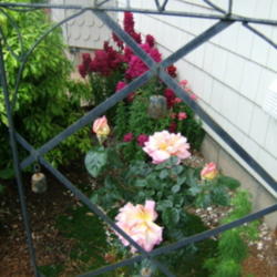 Location: Rose garden
Date: 2012-0522