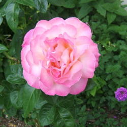 Location: Rose garden
Date: 2008-0922