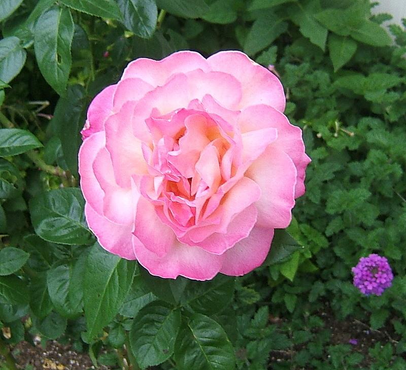 Photo of Hybrid Tea Rose (Rosa 'Peace') uploaded by pirl