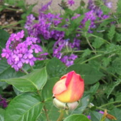 Location: Rose garden
Date: 2007-0601