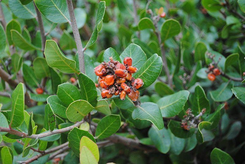 Photo of Lemonade Berry (Rhus integrifolia) uploaded by robertduval14