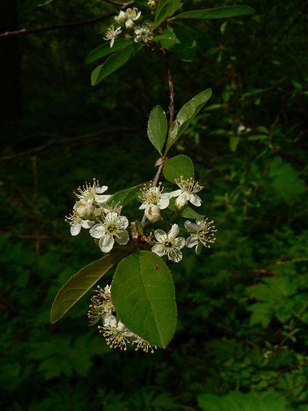 Photo of Bitter Cherry (Prunus emarginata) uploaded by robertduval14