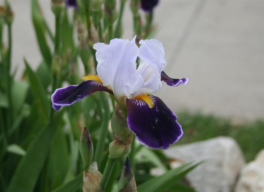Photo of Tall Bearded Iris (Iris 'Melody') uploaded by KentPfeiffer
